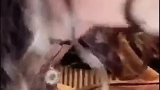 ملكة السناب التركية
