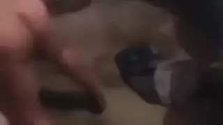 عربي مصري