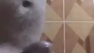 الاستمناء العربي قادم